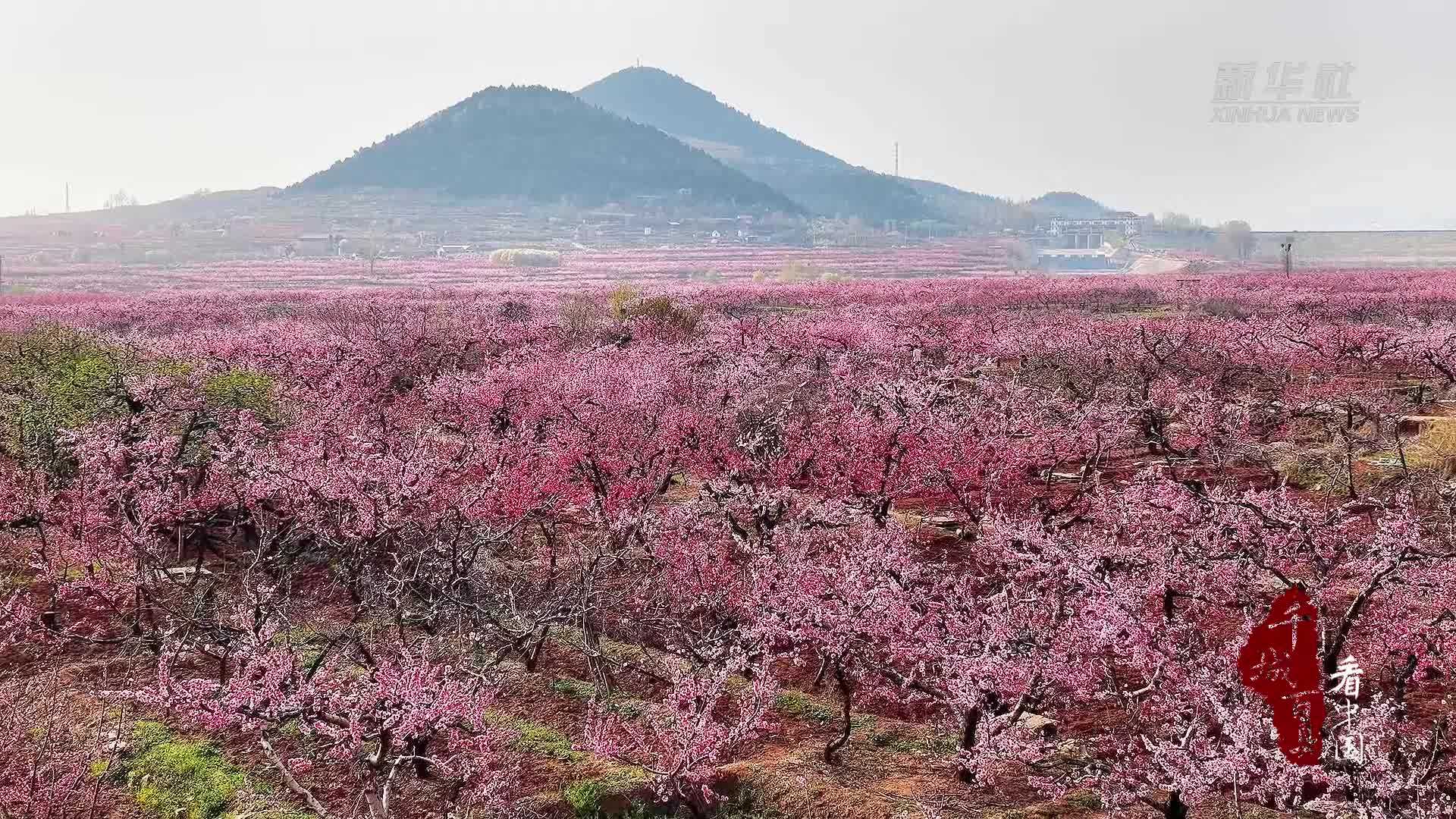 千城百县看中国·赏花季丨山东枣庄：桃花季激活春日文旅新活力