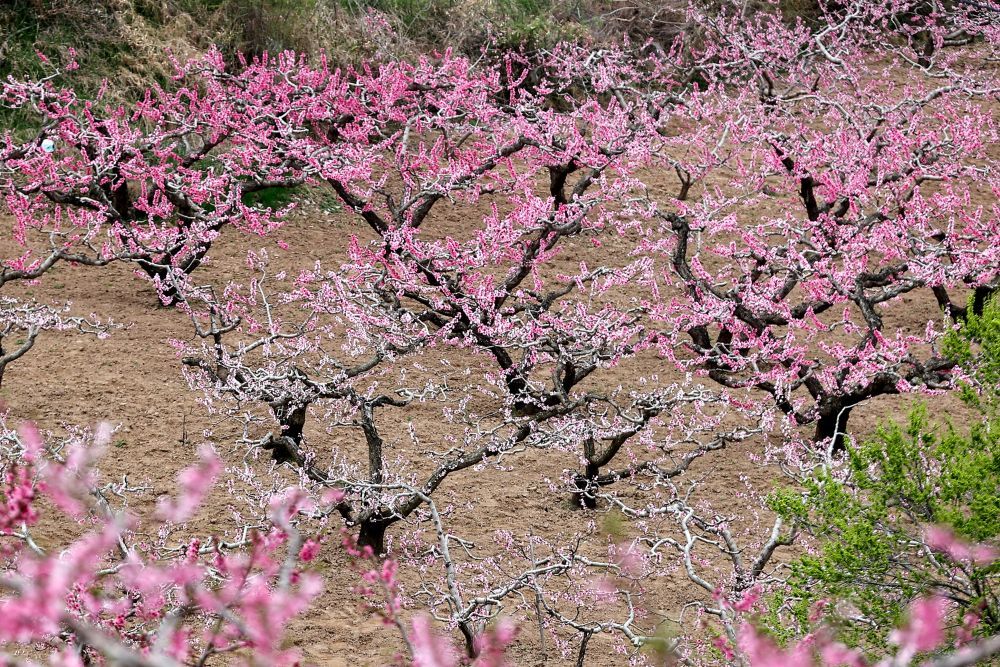 4月8日,甘肃省秦安县刘坪镇的万亩桃林繁花似锦。