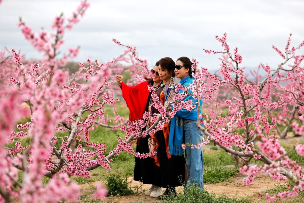 4月8日,游客在万亩桃林中踏青赏花。
