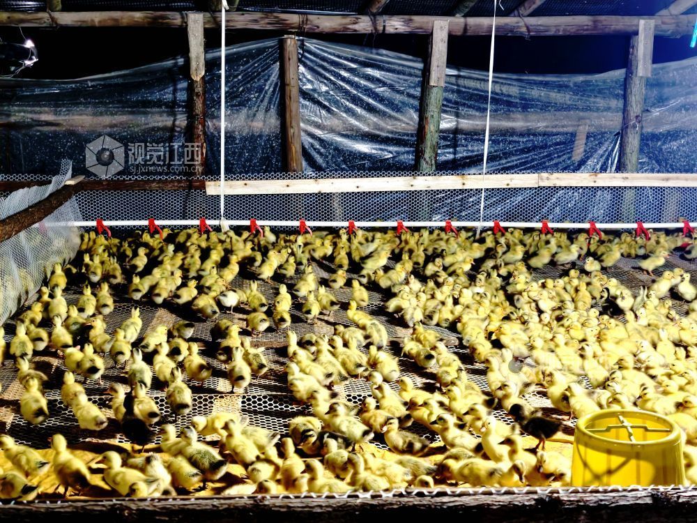 江西分宜：林下养鸭铺就生态致富路（图）