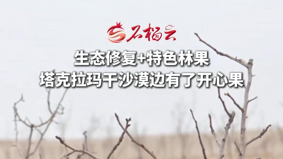 生态修复+特色林果，塔克拉玛干沙漠边有了开心果
