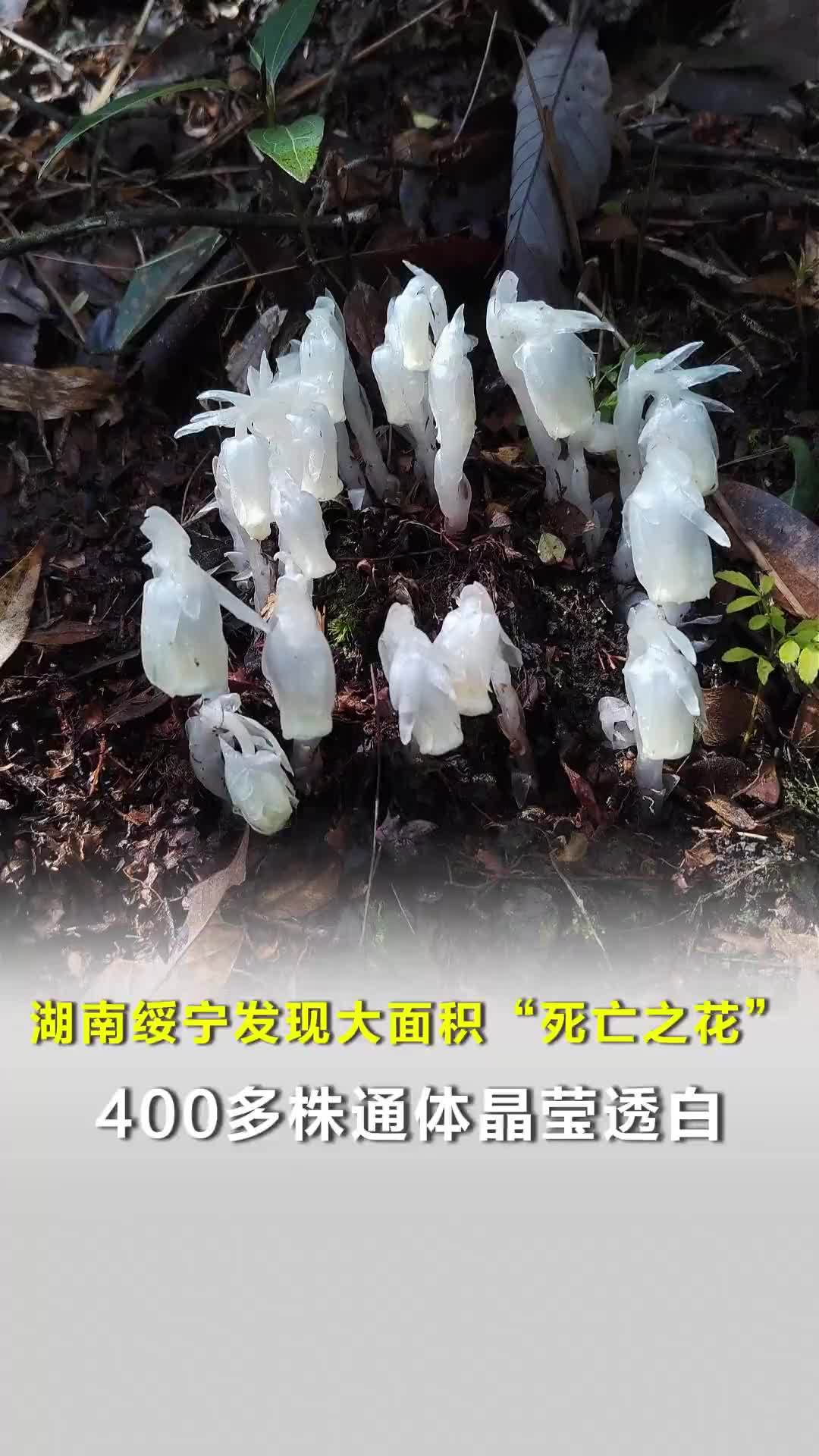 湖南绥宁发现大面积“死亡之花”水晶兰，400多株通体晶莹透白，非常罕见