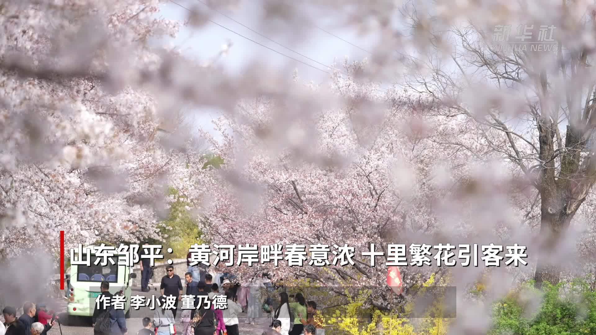 山东邹平：黄河岸畔春意浓 十里繁花引客来