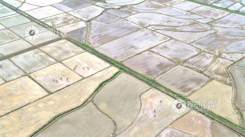 2026年4月8日，江西省吉安市峡江县水边镇义桥村高标准农田，村民在忙着栽插早稻秧苗。