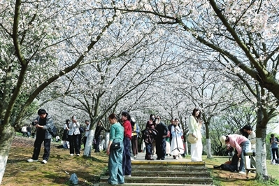 江西萍乡：樱花烂漫引客来（图）