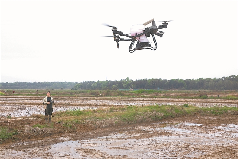 4月2日，在抚州市东乡区圩上桥镇邮路头村水稻种植基地，种粮大户操作植保无人机，进行播种作业。　　通讯员 占人豪摄