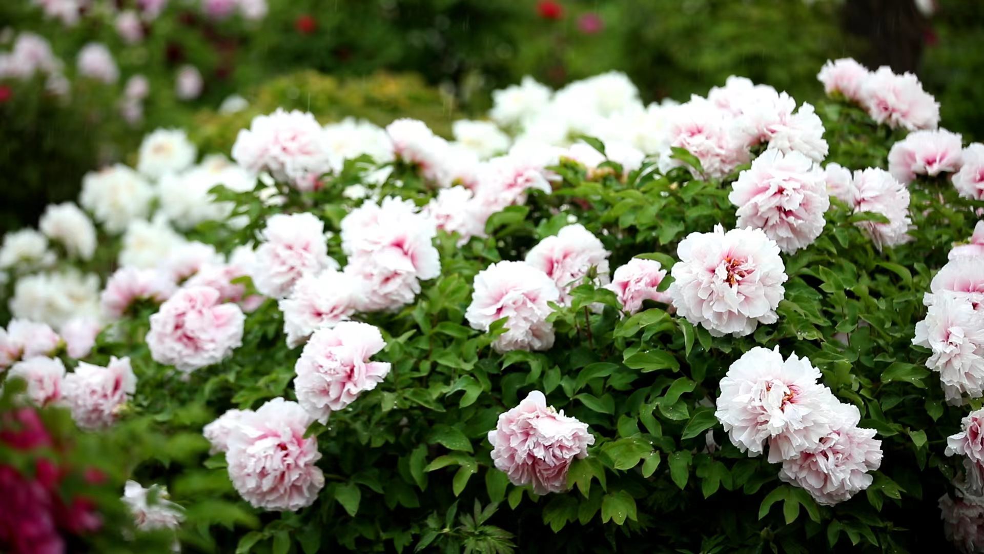 图片来源：网信菏泽