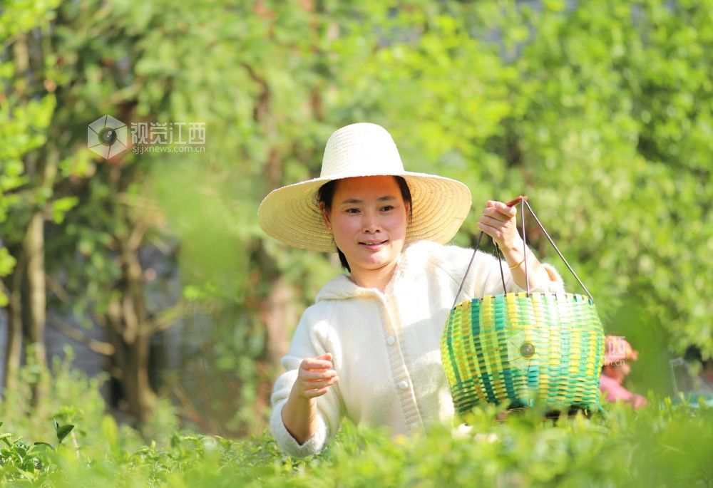 2026年4月4日，江西省吉安市泰和县蜀口生态岛景区茶园，游客正在体验采摘春茶，乐享假期。