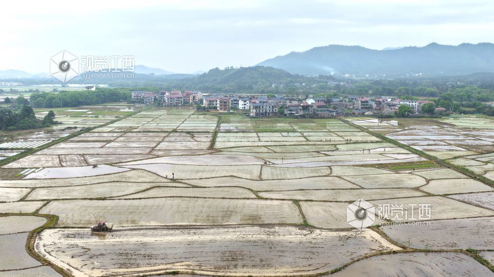 2026年4月8日，江西省吉安市峡江县水边镇义桥村高标准农田，村民在忙着栽插早稻秧苗。