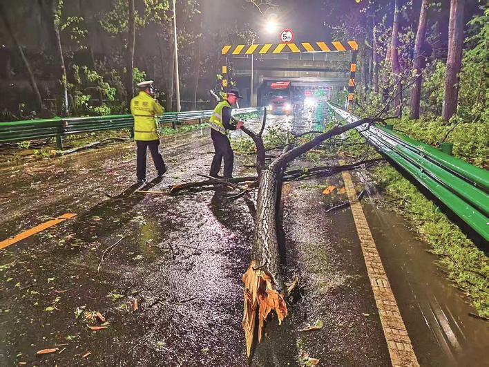 民警清理倒伏的大树 通讯员供图