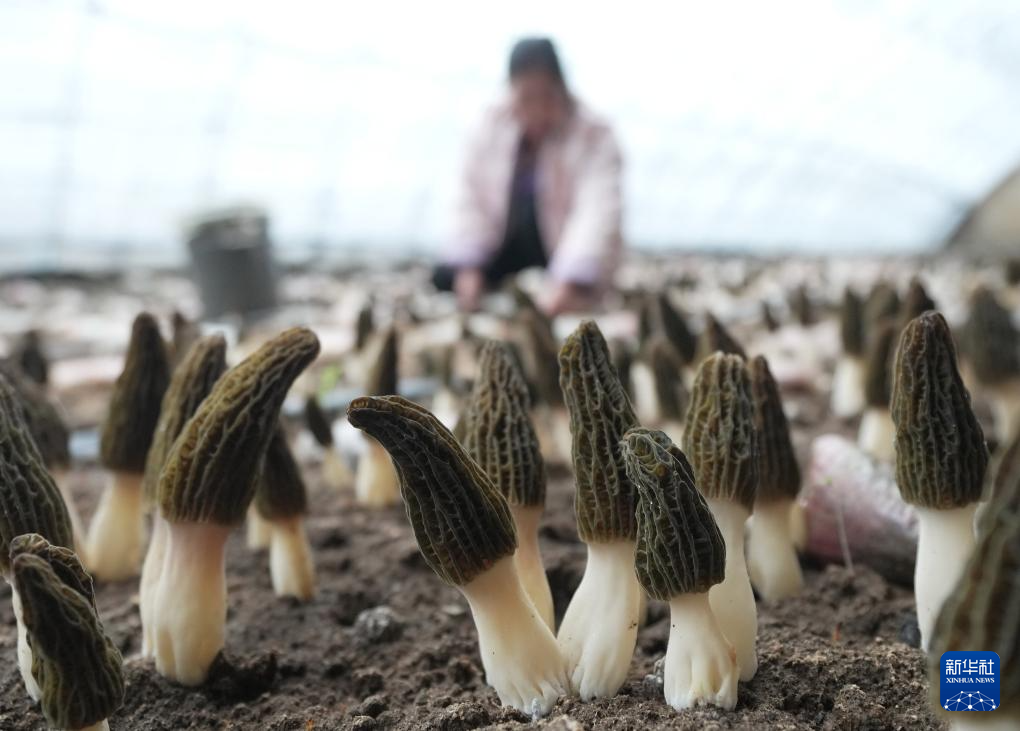 4月9日,农民在河北省迁安市上射雁庄镇食用菌种植基地的大棚内采摘羊肚菌。