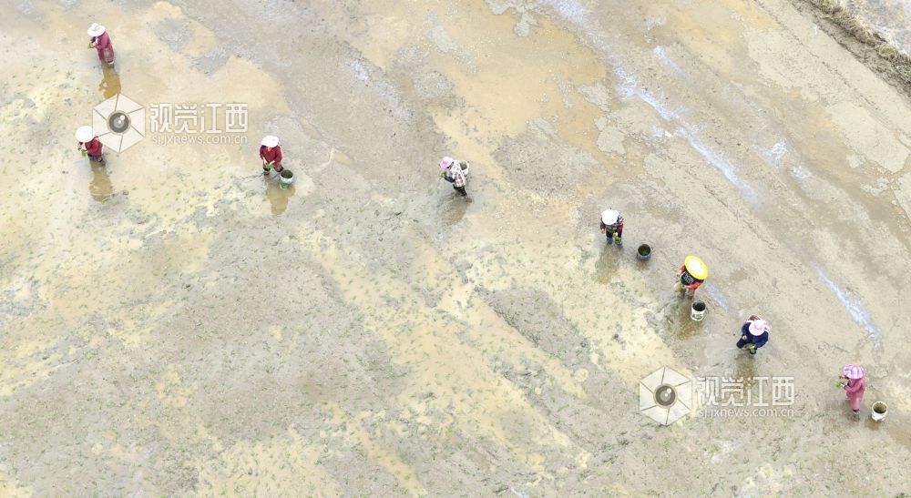 2026年4月8日，江西省吉安市峡江县水边镇义桥村高标准农田，村民在忙着栽插早稻秧苗。