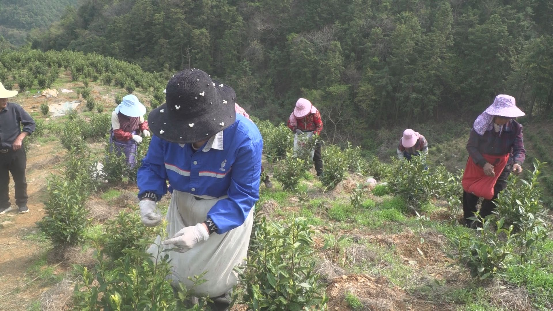 江西彭泽：一片绿叶何以成为富民强镇的“金叶”
