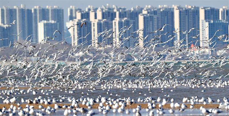 4月7日，秦皇岛市北戴河区鸽子窝公园，鸥鸟在海边湿地飞翔。