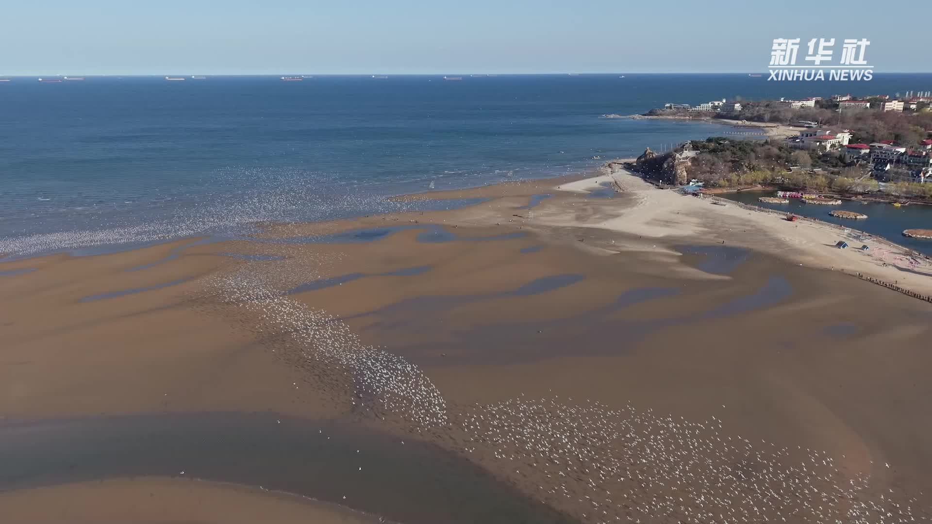 这个春天，总要来北戴河看一次“鸟浪”吧