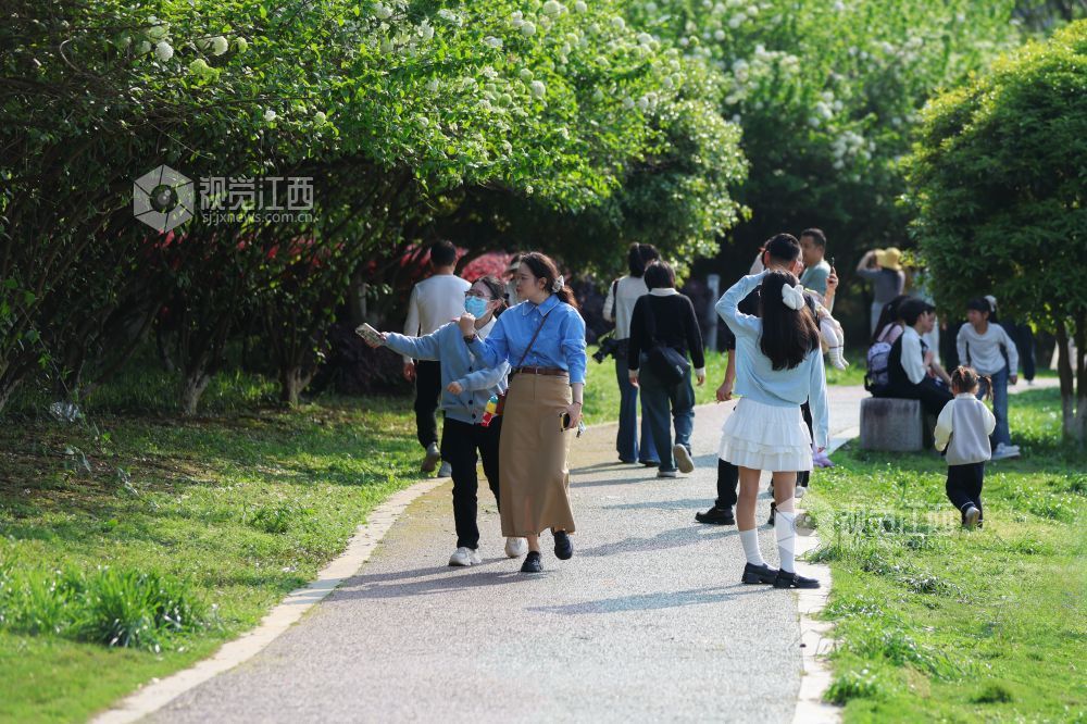 2026年4月5日，江西省吉安市生态公园一大片木绣球映入眼眶，它们一团团、一簇簇地绽放，宛如冰淇淋种在了枝头。