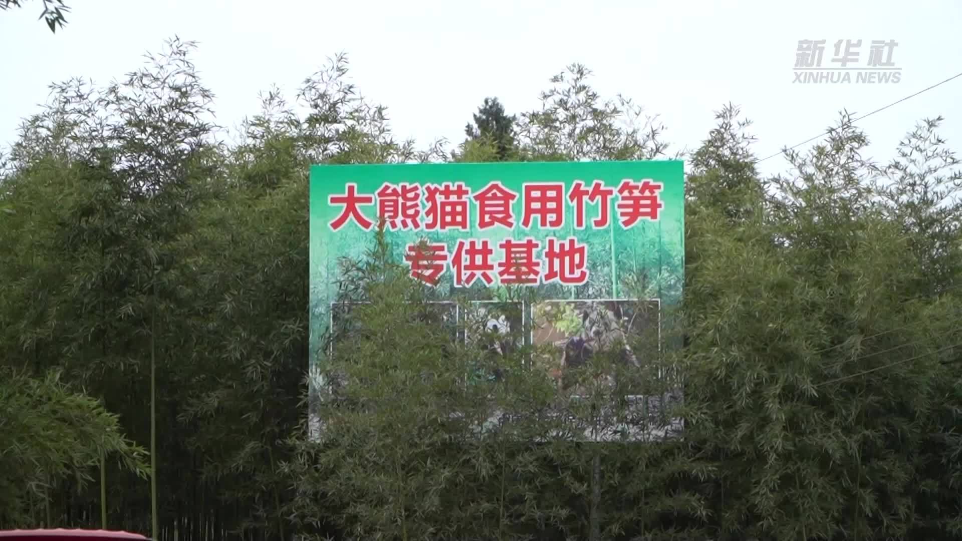 一天3万斤 四川南充这片竹笋专喂大熊猫