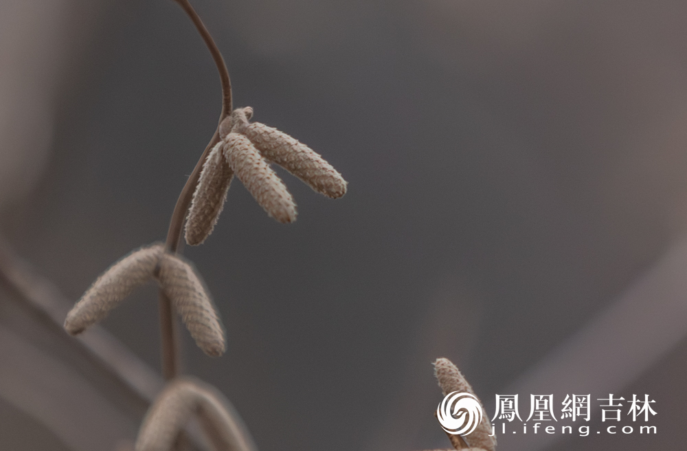 暴雪退场！长春的春天藏不住了