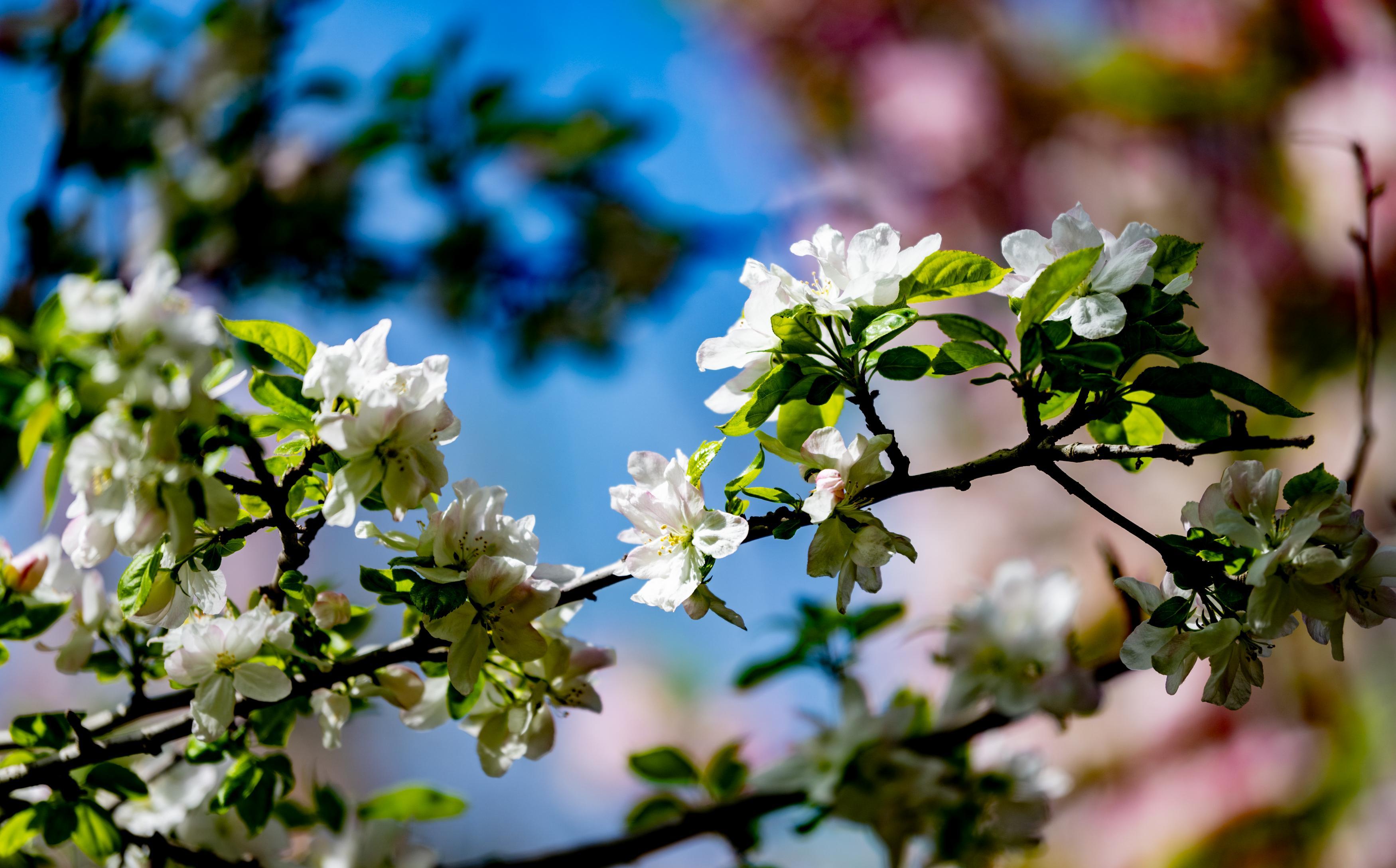 蓝天作底，白海棠缀满枝桠，花瓣裹着浅粉晕，和鲜绿新叶缠在一起。刘晶 摄