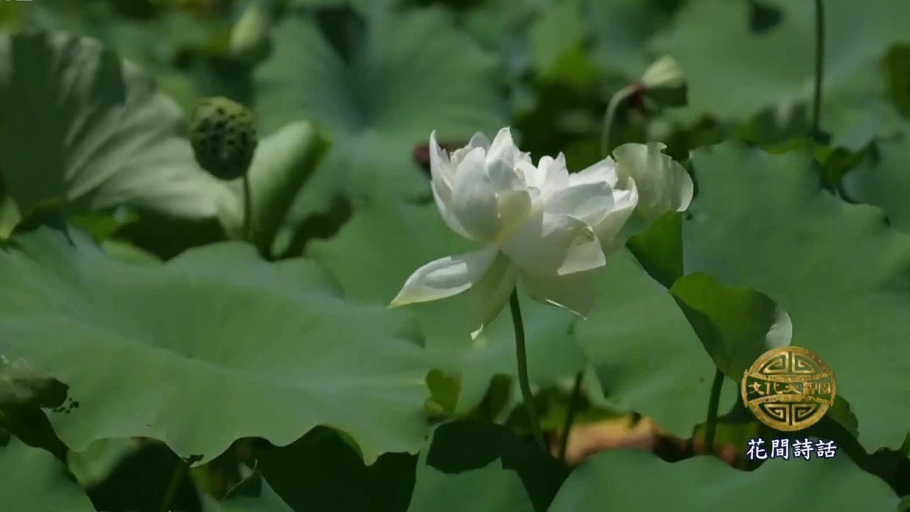 周敦颐《爱莲说》中对人格的投射，带给后人哪些深远的精神资源？