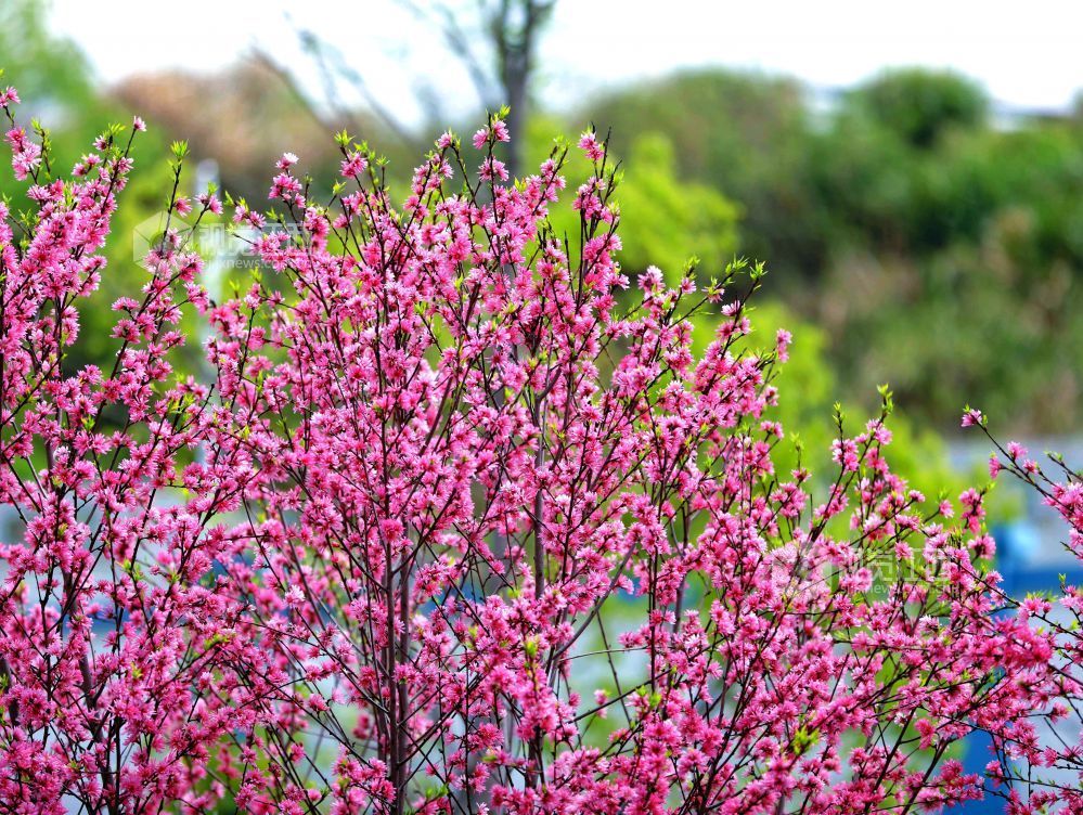江西分宜：菊花桃盛开 添彩暮春光（图）