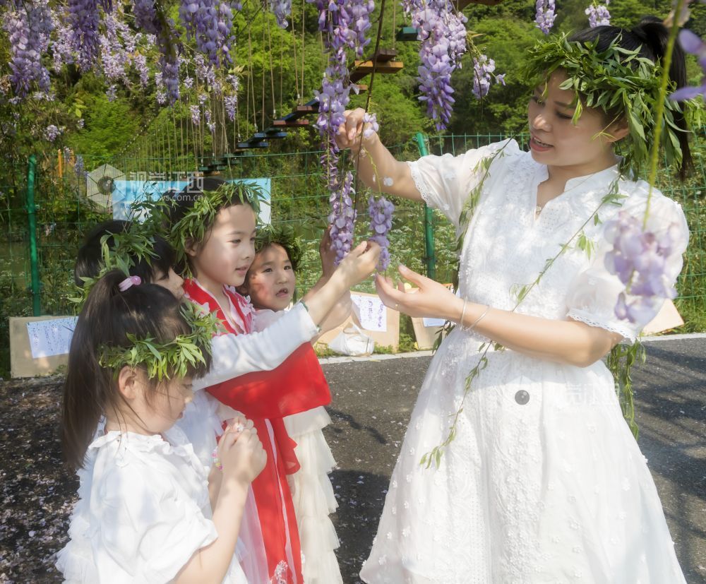 江西分宜：四月芳菲春意浓 紫藤花开趣无穷（图）