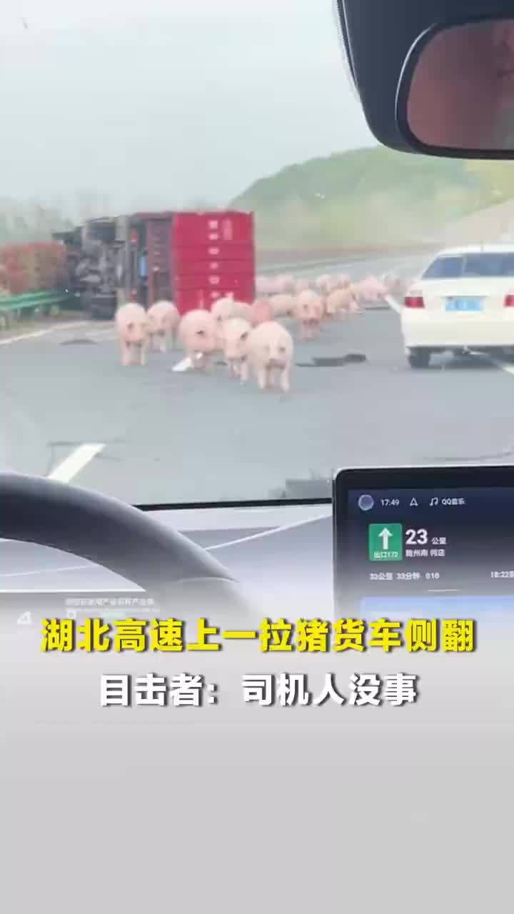 拉猪货车高速上侧翻猪集体出逃，拉猪货车高速上侧翻目击者发声：两名司机人没事