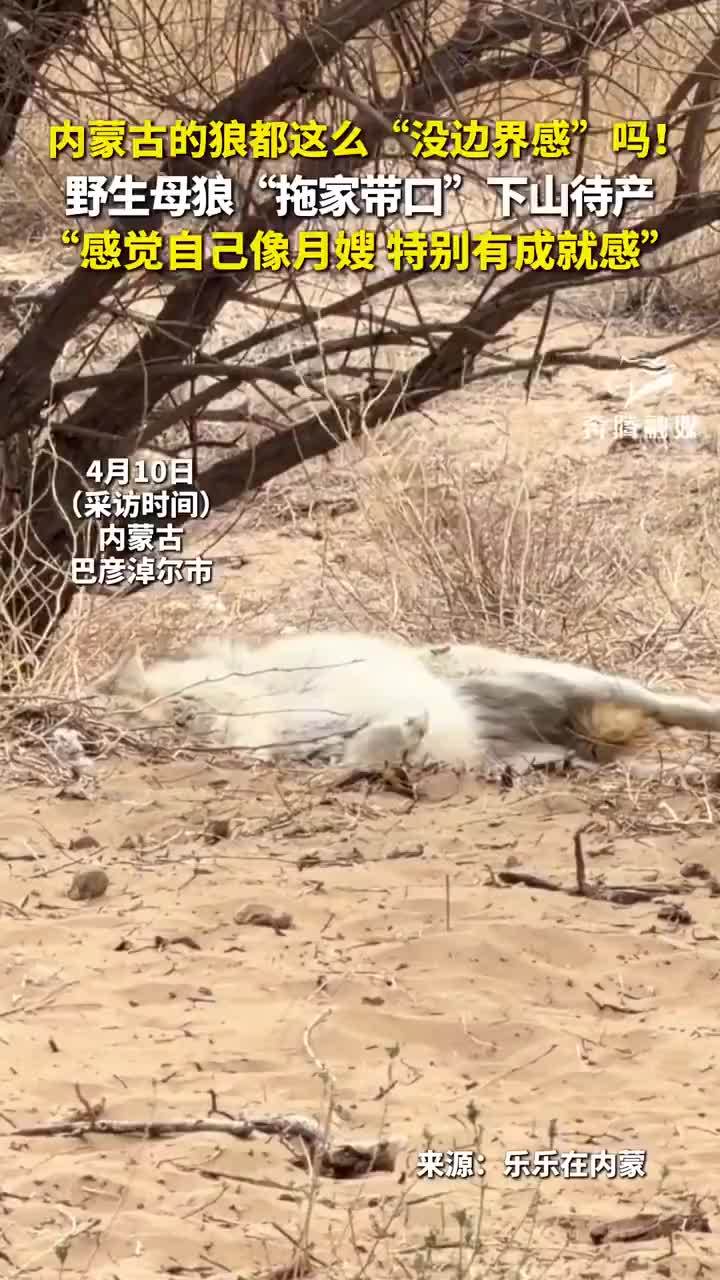 野生母狼拖家带口下山待产