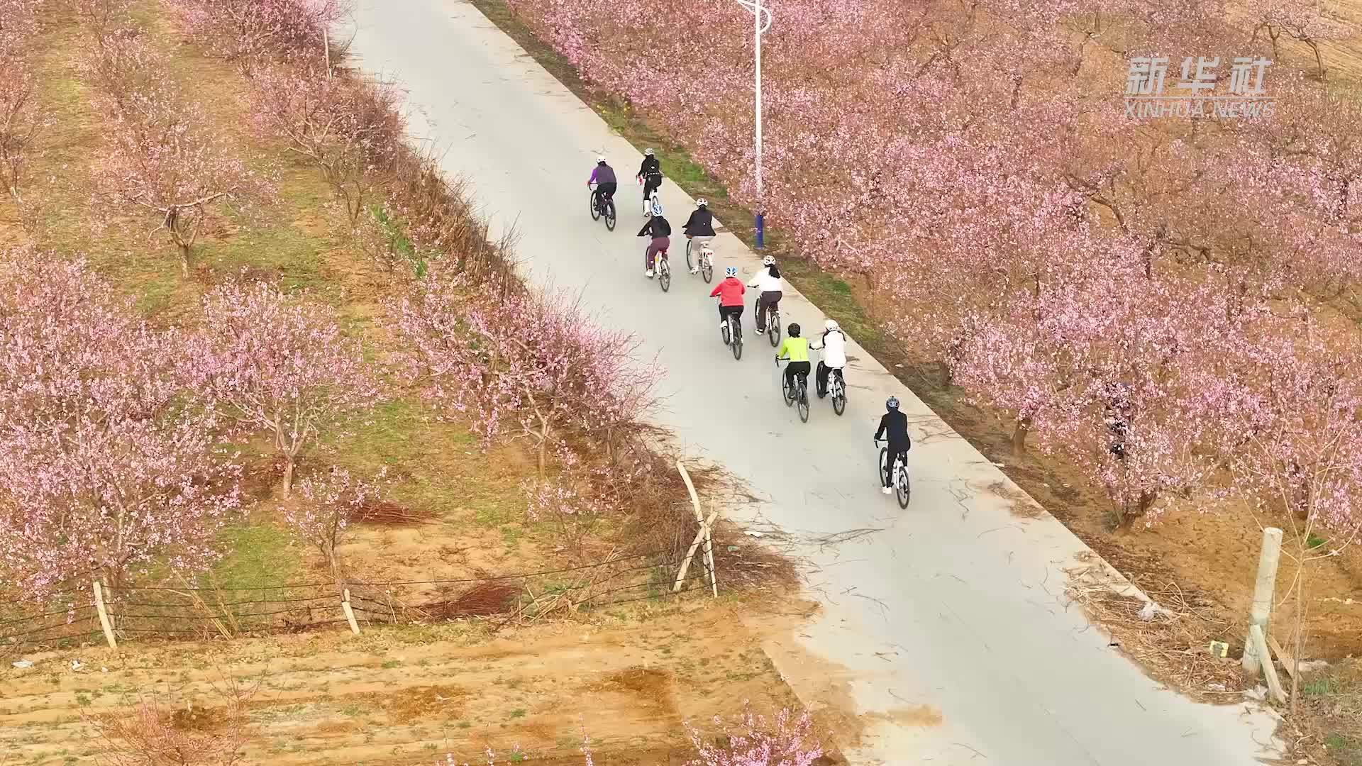 千城胜景｜河北广宗：桃花绽放引客来