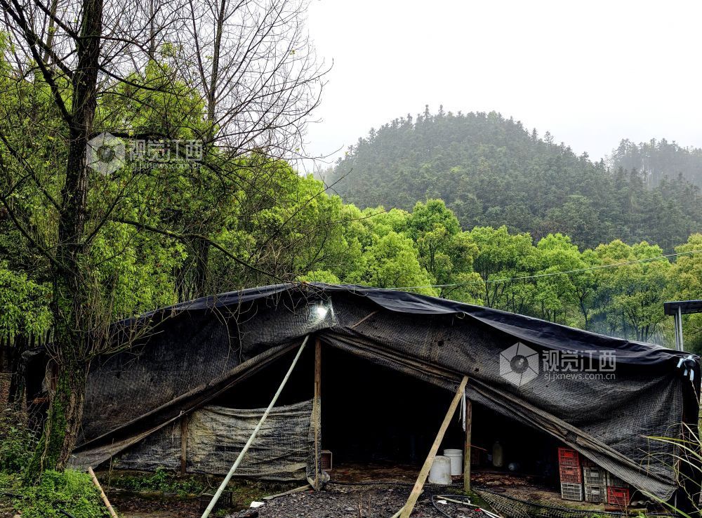 江西分宜：林下养鸭铺就生态致富路（图）