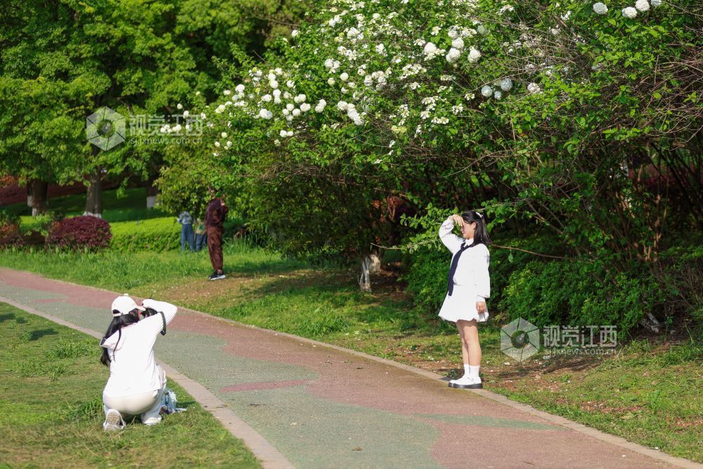 2026年4月5日，江西省吉安市生态公园一大片木绣球映入眼眶，它们一团团、一簇簇地绽放，宛如冰淇淋种在了枝头。