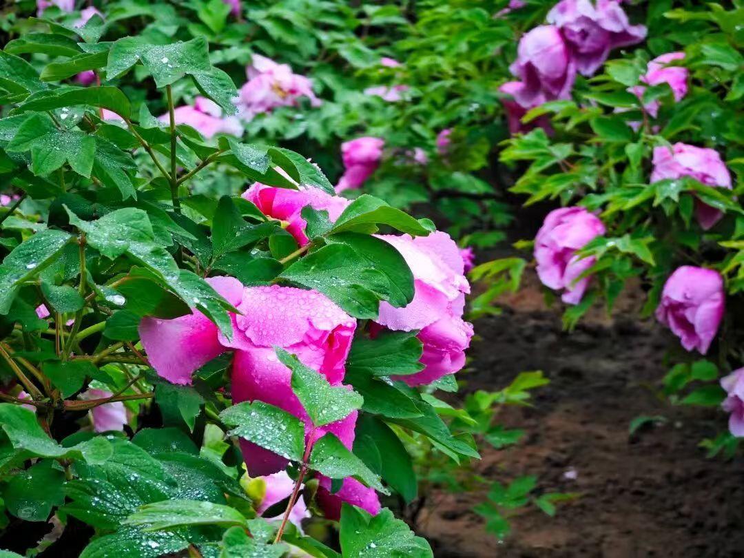 图片来源：牡丹晚报