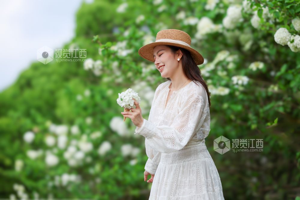 2026年4月5日，江西省吉安市生态公园一大片木绣球映入眼眶，它们一团团、一簇簇地绽放，宛如冰淇淋种在了枝头。