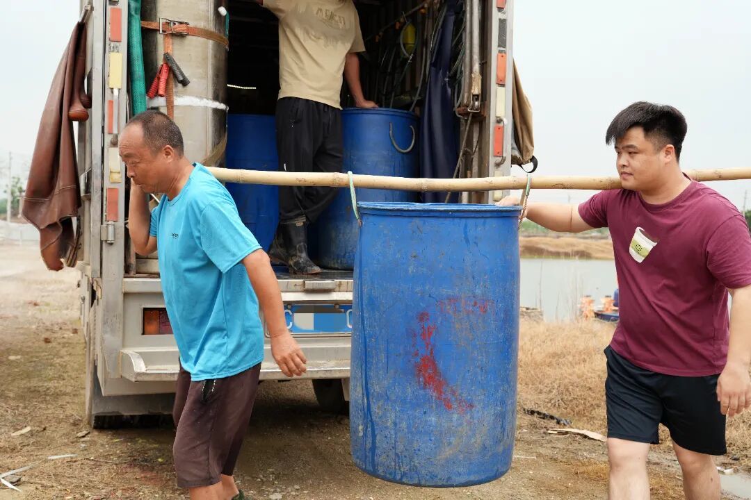 图：范湖合创捷泰国笋壳鱼苗基地的工作人员正在将车上的笋壳鱼苗搬运并投放至鱼塘内