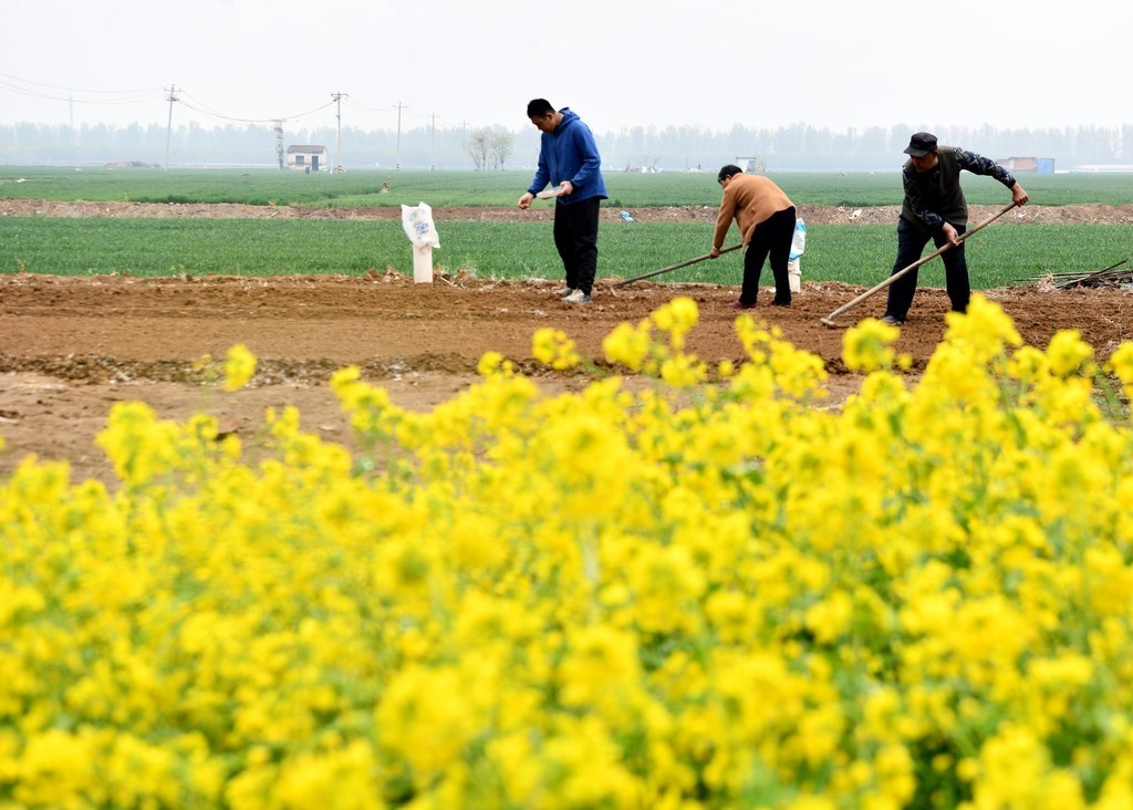 4月9日，石家庄市栾城区赵家庄村农民在点种花生。