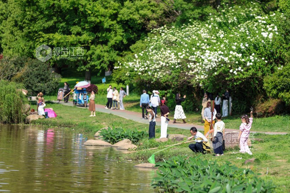 2026年4月5日，江西省吉安市生态公园一大片木绣球映入眼眶，它们一团团、一簇簇地绽放，宛如冰淇淋种在了枝头。