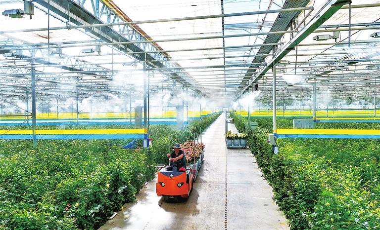 采摘好的玫瑰被运出大棚，送往包装线。