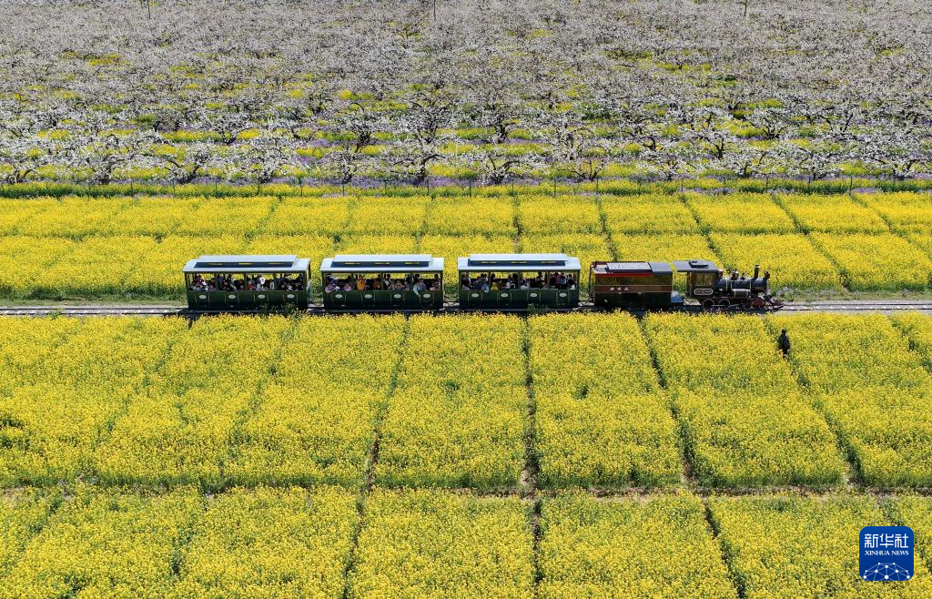 4月6日，游客乘观光小火车从河北省晋州市周家庄乡第九生产队梨园旁经过（无人机照片）。新华社记者 杨世尧 摄