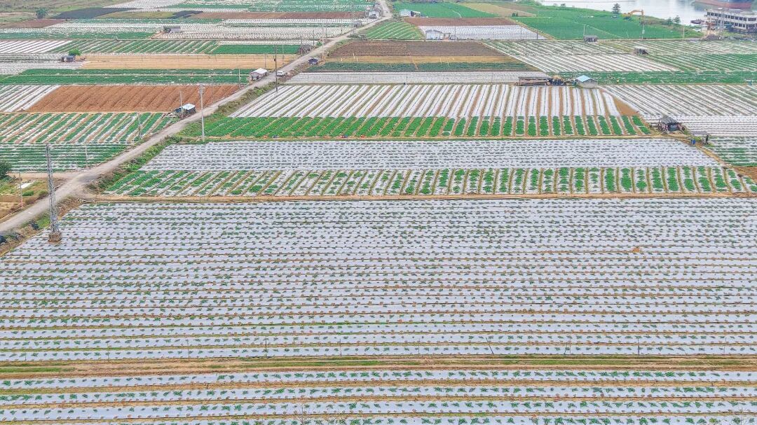 图：乐平镇黄塘片区雪梨瓜种植基地