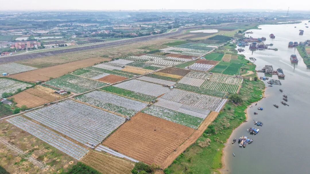 图：乐平镇黄塘片区雪梨瓜种植基地