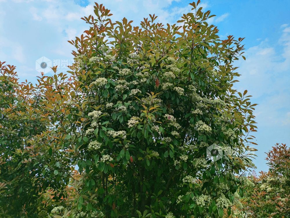 4月10日，在江西省吉安市永新县沿江路，石楠新叶与花簇同框的春日景致别样。