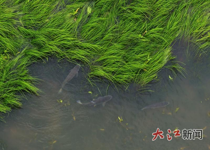 4月9日，江西九江都昌县鄱阳湖水域，浅滩草洲之间，成群鱼儿逐水而来，穿梭觅食、嬉戏抱卵。