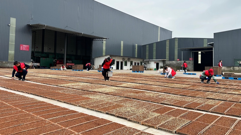 江西东乡：育苗助春耕