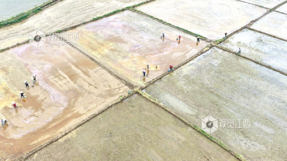 2026年4月8日，江西省吉安市峡江县水边镇义桥村高标准农田，村民在忙着栽插早稻秧苗。