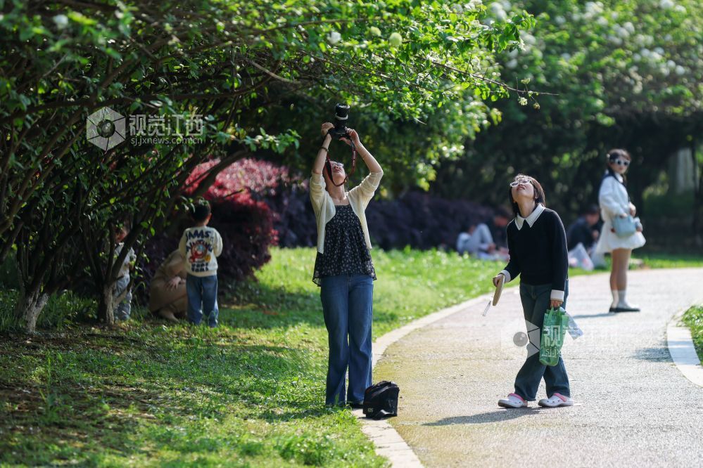 2026年4月5日，江西省吉安市生态公园一大片木绣球映入眼眶，它们一团团、一簇簇地绽放，宛如冰淇淋种在了枝头。