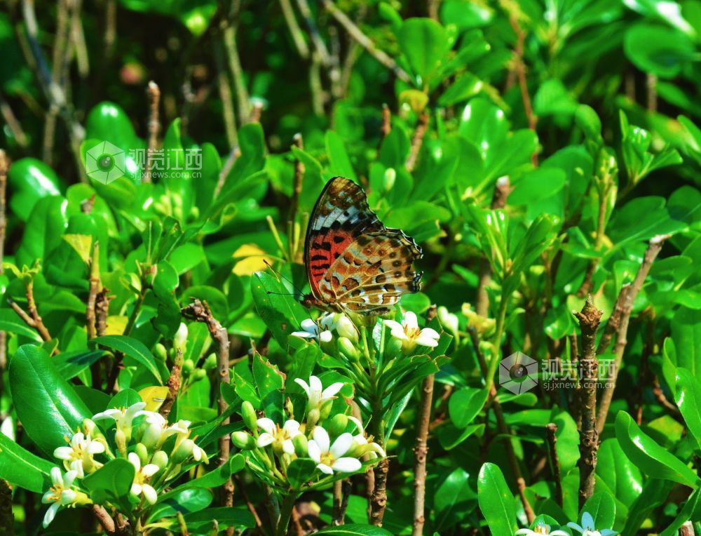 4月5日，在江西省永新县沿江路两旁的花丛中，几只蝴蝶翩翩起舞，时而停驻枝头，时而穿梭花间。蝶翼斑斓与盛放的花儿相映成趣，为春日增添了几分灵动生机。