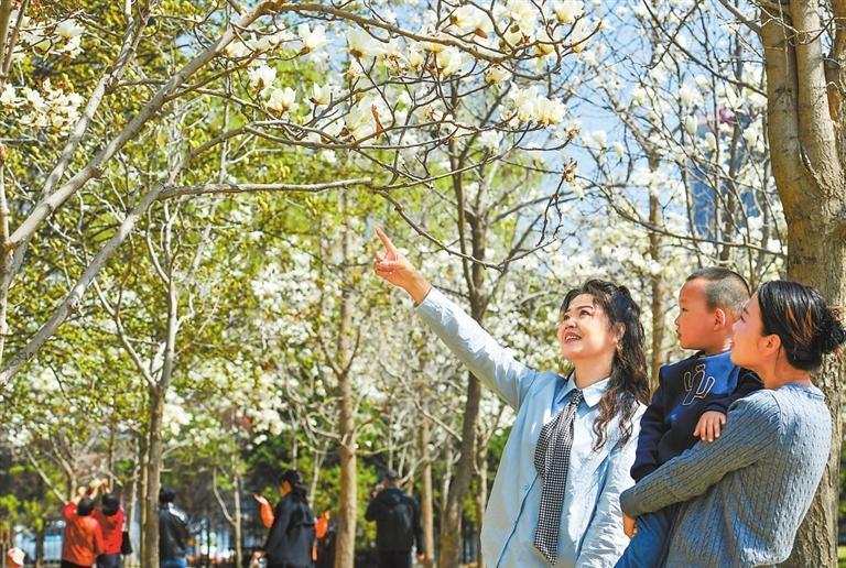 兰州黄河楼景区玉兰花迎来最佳观赏期 新甘肃·甘肃日报记者 裴强