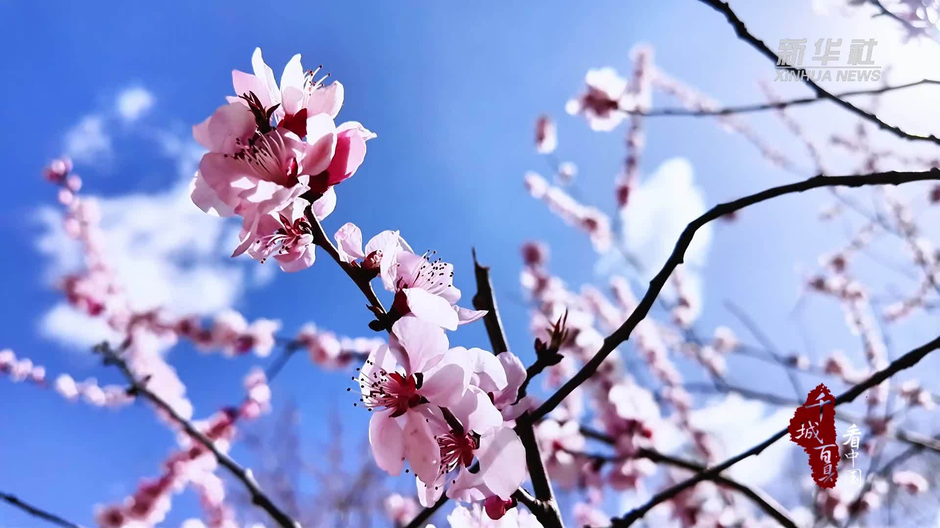 千城百县看中国·赏花季｜内蒙古清水河：塞上花开