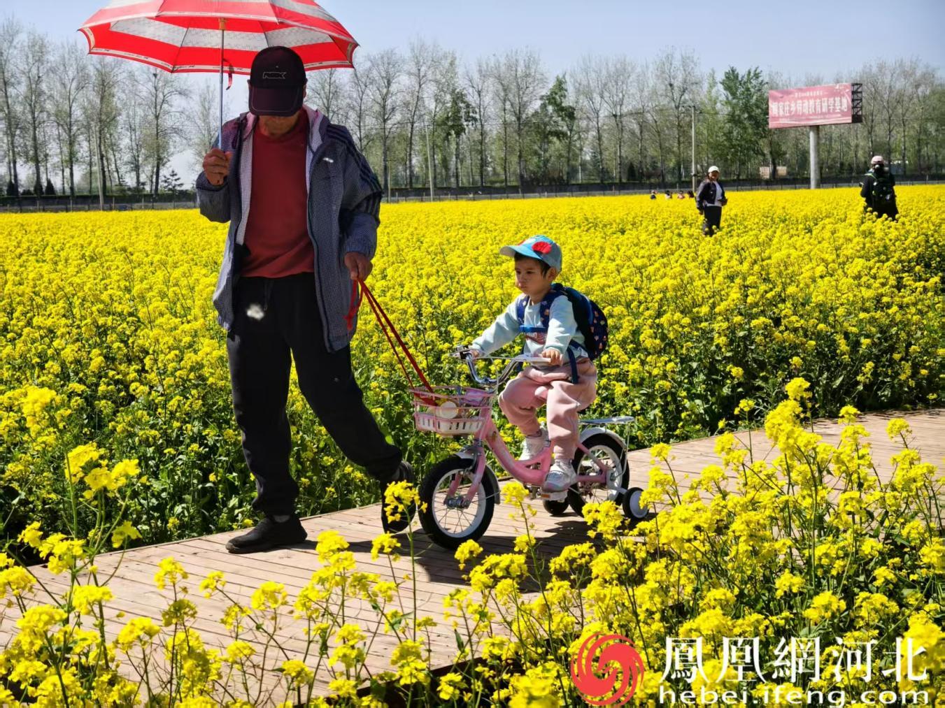 观光园油菜花田内,亲子乐享春日时光 摄 安博宇