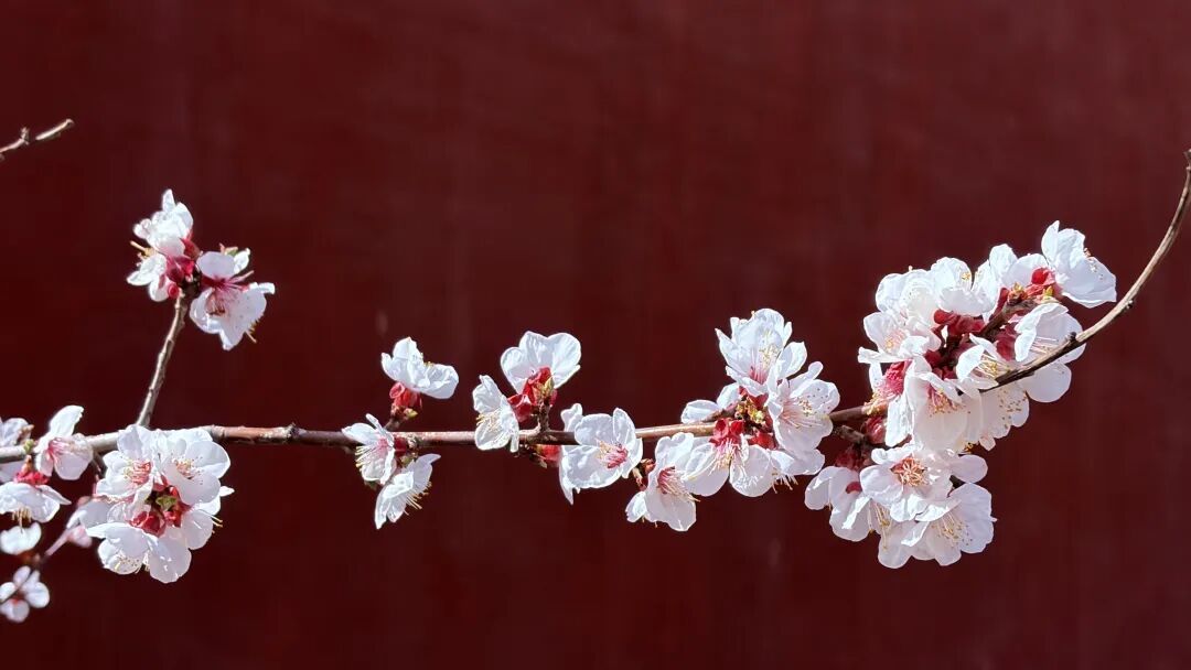 赴一场丝路儒风　醉赏古苑芳菲